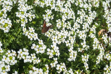 White flowers of arabis in spring garden. White blooming flowers. Spring flowers with butterfly on it. Natural spring background.