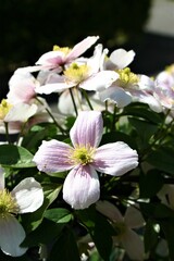 Clematis 