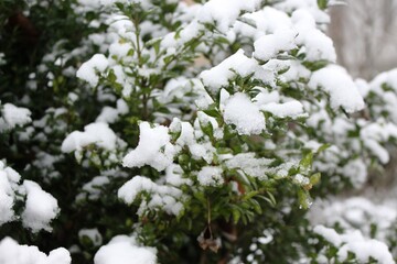 Snow fell on the green leaves of the bush