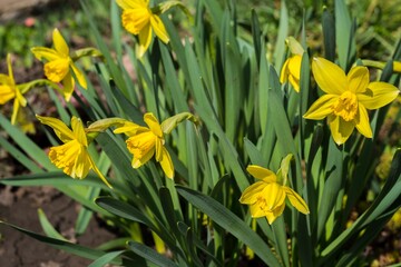 Obraz premium Yellow daffodils. flower blooms in spring in the garden. Yellow flowers at field close up, flower background photography.
