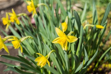 Yellow daffodils. flower blooms in spring in the garden. Yellow flowers at field close up, flower background photography.