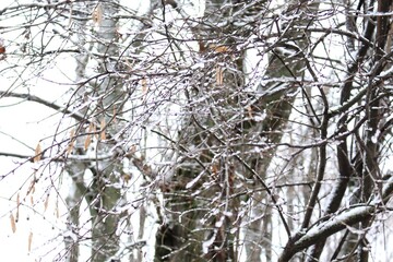 
Trees stand with icy branches after a winter rain