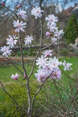 Obraz premium magnolia blossom spring garden. beautiful flowers, spring background pink flowers. magnoli. tender pink flowers. warm april weather