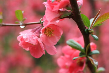 pink flowers of spring in a rainy day