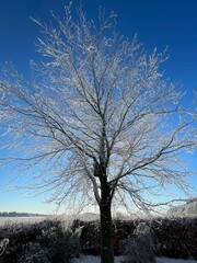 tree in winter