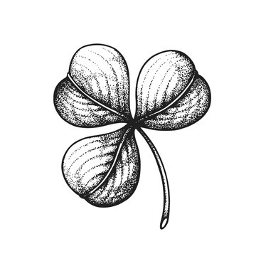 St. Patrick's Day Lucky Irish Shamrock Three Leaf Clover. Hand Drawn Vector Illustration