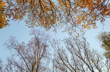Tree tops in red orange color against clear sky in Autumn - seasonal Nature background