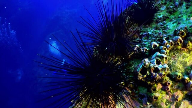 Black sea urchin Echinothrix diadema on seabed of natural sea aquarium. Close up macro video. Amazing, beautiful world. Relax diving.
