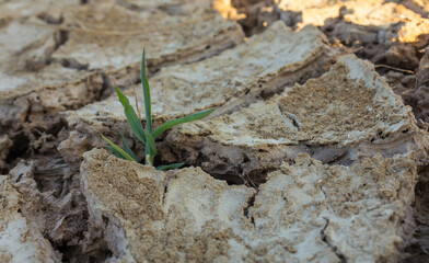 Young plant saplings