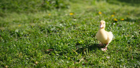 Cute small fluffy duckling outdoor. Yellow baby duck bird on spring green grass discovers life. Organic farming, animal rights, back to nature concept. Wide banner.