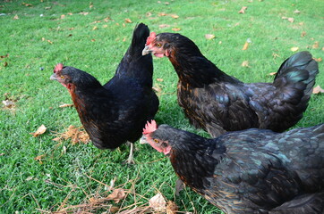Chickens in the garden. Take care the animals