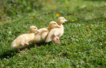 Three small fluffy ducklings outdoor. Yellow baby duck birds on spring green grass discovers life. Organic farming, animal rights, back to nature concept.