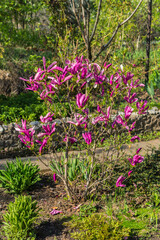 magnolia blossom spring garden. beautiful flowers, spring background pink flowers. magnoli. tender pink flowers. warm april weather