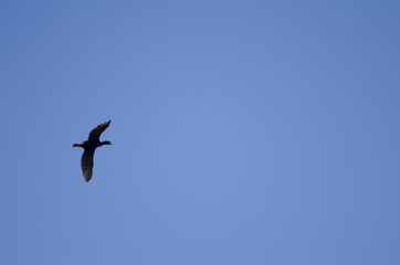 Fototapeta premium Otago shag Leucocarbo chalconotus in flight. Taiaroa Head Wildlife Reserve. Otago Peninsula. Otago. South Island. New Zealand.