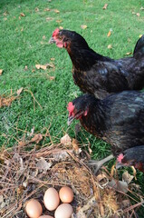 Chickens in the garden. Take care the animals