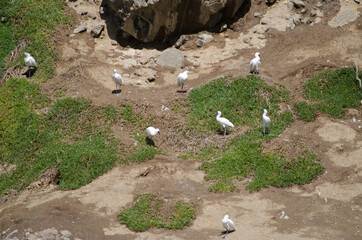 Royal spoonbills Platalea regia. Taiaroa Head Wildlife Reserve. Otago Peninsula. Otago. South Island. New Zealand.