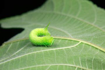 Moth larvae live on wild plants in North China