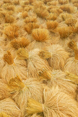 Zbiory ryżu w Azji © Anna