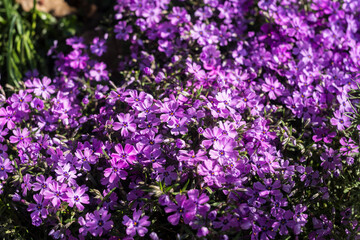 Fototapeta premium Colorful multicolored flower,spring summer in Sunny garden in sunlight on nature outdoors.