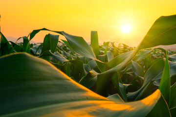 green corn field in agricultural garden and light shines sunset
