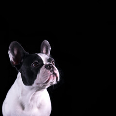 Lovely young black and white french bulldog looking on the side. portrait dog with black background