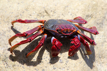 rote_Klippenkrabbe