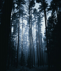 Fototapeta premium forest in fog