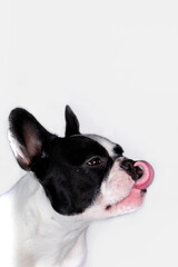 Funny black and white french bulldog with tongue out on white background. Dog portrait