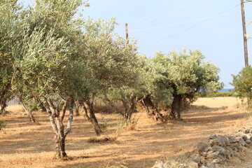 tree in region
