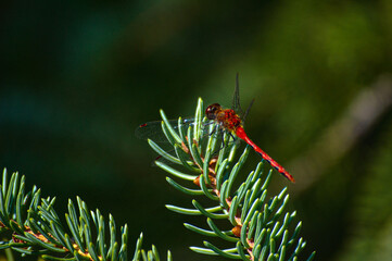 Dragonfly on pine tree