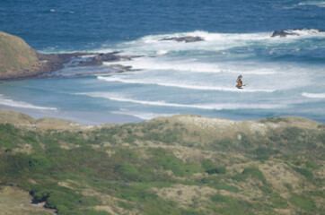 Swamp harrier Circus approximans in flight. Sandfly Bay. Otago Peninsula. Otago. South Island. New Zealand.