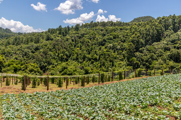 Fototapeta na wymiar Forest over mountain and farm plantation