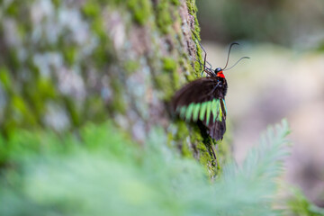 Close up of a butterfly in Malaysia