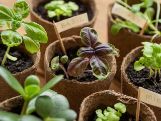 Basil seedlings in biodegradable pots on wooden table. Green plants in peat pots. Baby plants...