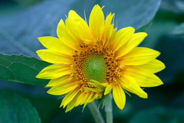 Flowers in North China Garden