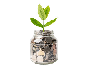 Fototapeta na wymiar Tree on save money coins in grass jar, Business finance investment concept.