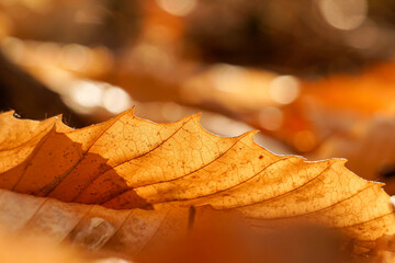 Light flares and bokeh on fall foliage leaves background