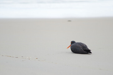 Variable oystercatcher Haematopus unicolor resting on a beach. Sandfly Bay. Sandfly Bay Wildlife Refuge. Otago Peninsula. South Island. New Zealand.