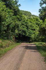 Fototapeta na wymiar Dirty road with forest and green tunnel