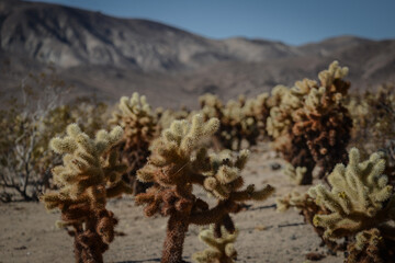 Cholla Cactus