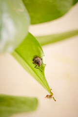 Macro of house fly on pothos  house plant