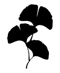 Ginkgo biloba branch with leaf silhouette