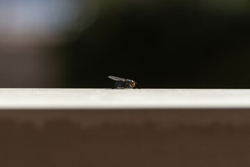 Close up of a fly perched on a terrace ledge about to take flight 