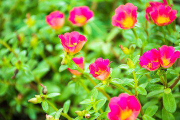 Portulaca oleracea flower bright pink flowers Blurred green leaves There is a beautiful light in the sun. 