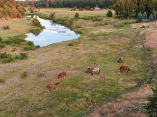 Fototapeta premium Horses grazing in a pasture along Show Low Creek in the White Mountains of Northeastern Arizona. 