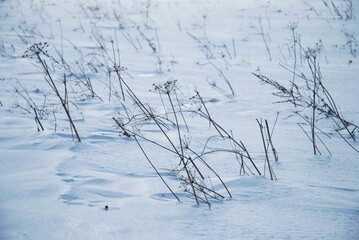 Suche rośliny w zimie na śniegu