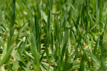 background grass green in the garden. Take care of nature.