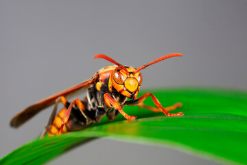 Bees live on wild plants, North China
