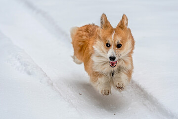 Wales Corgi Pembroke runs through the snow on a cold winter day