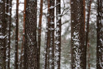 snow covered pine tree trunks in pine forest